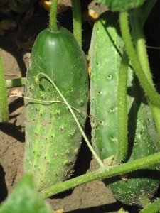 Pickling Cucumbers