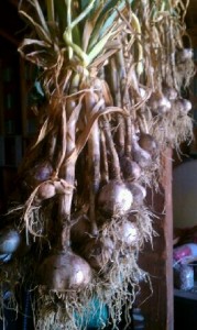 garlic drying 6.2012